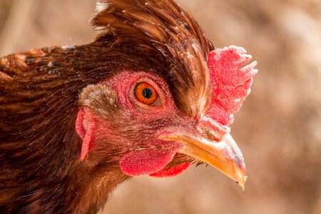 Animal poultry