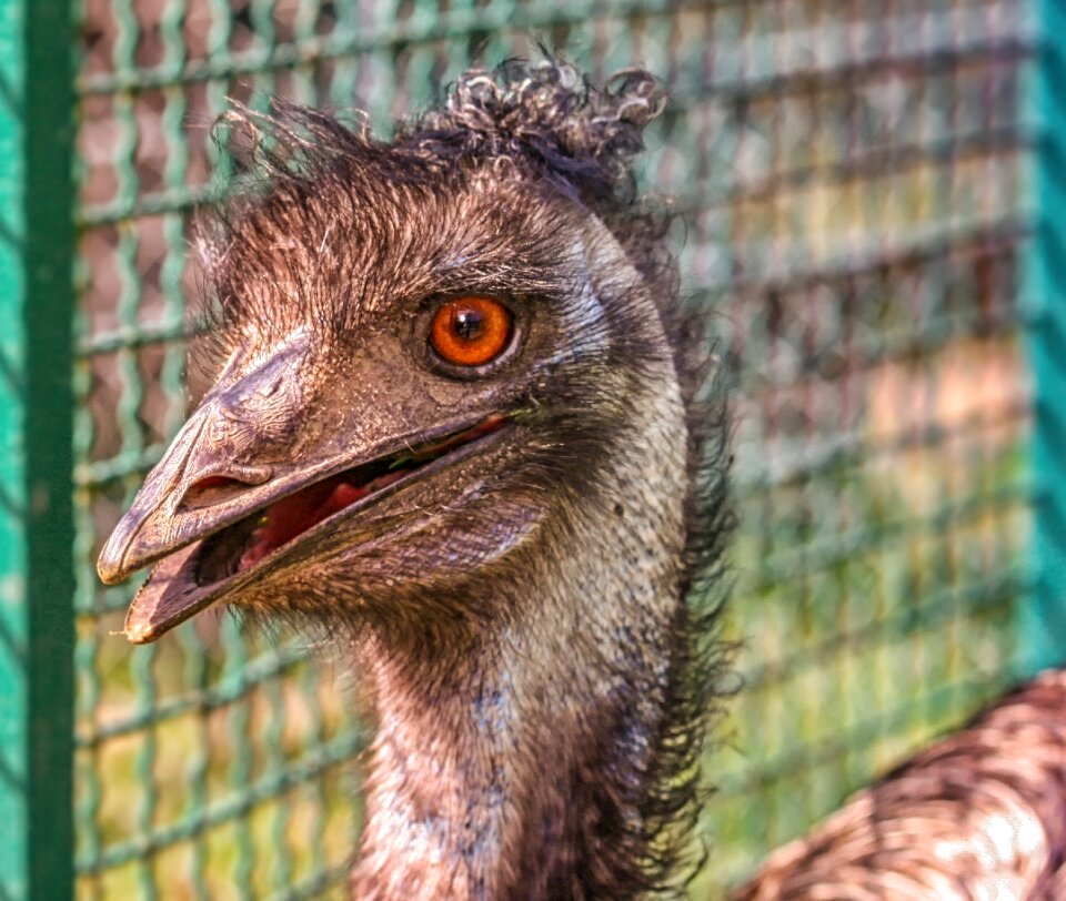 Animal portrait ugly