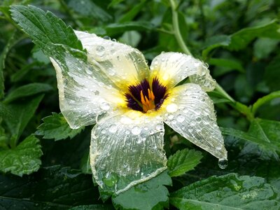 Leaf garden petal