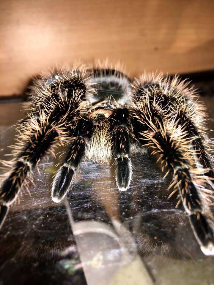 Hairy terrarium animal