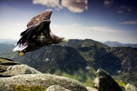 Sky mountain eagle