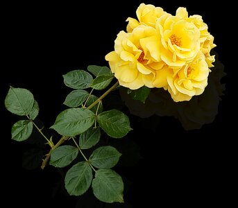 Plant leaf yellow flower