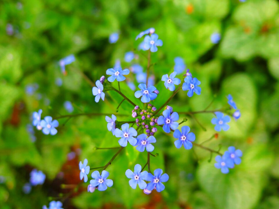 Flower outdoors spring forward