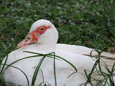 Lawn wild life duck photo