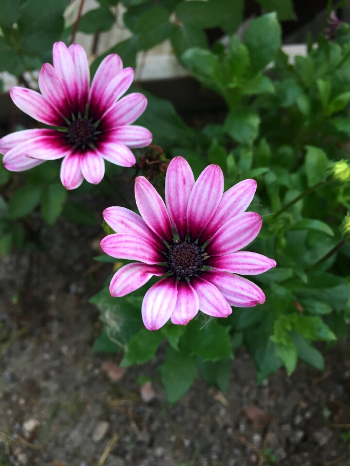 Plant garden nature
