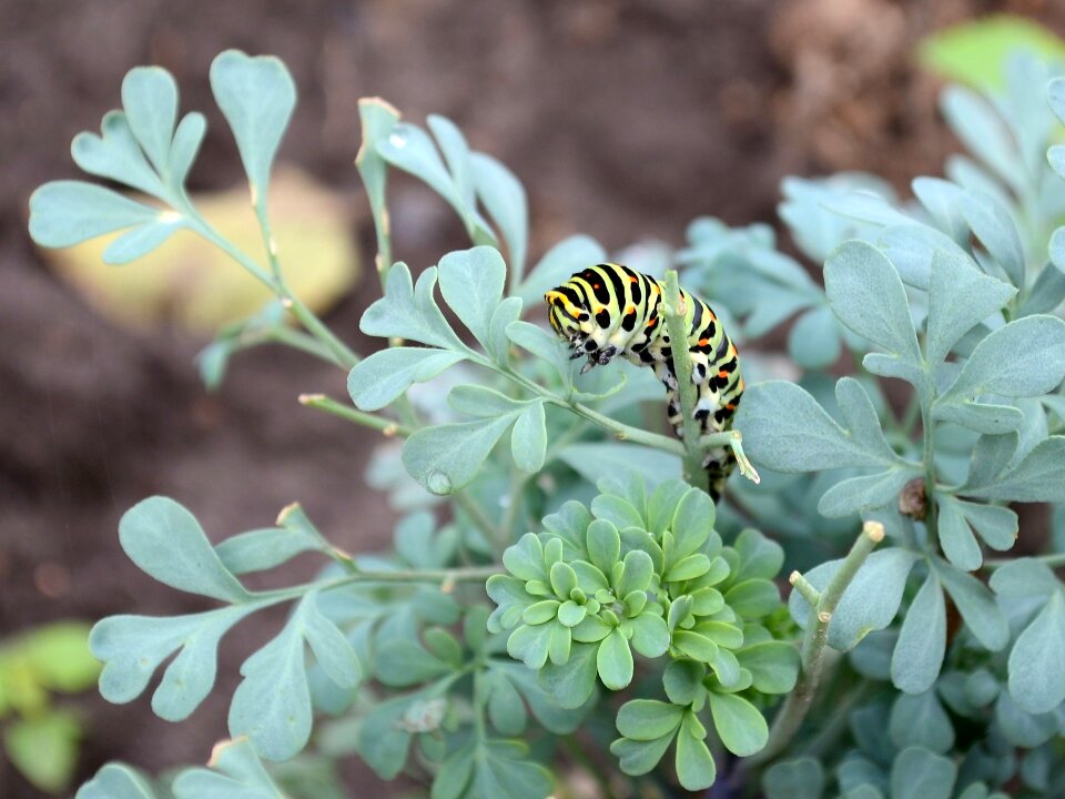 Caterpillar pest Free photos
