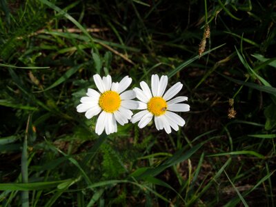 Summer meadow blossom