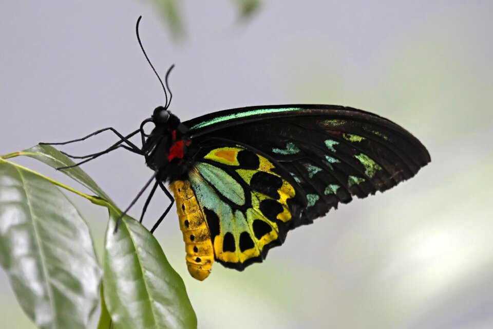 Insect nature wing