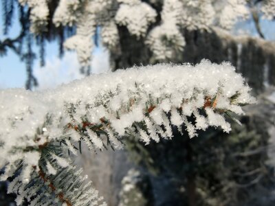 Branch winter crystal photo