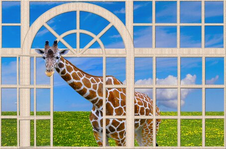 Giraffe curiosity outlook