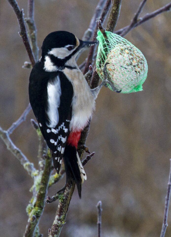 Outdoor expensive woodpecker