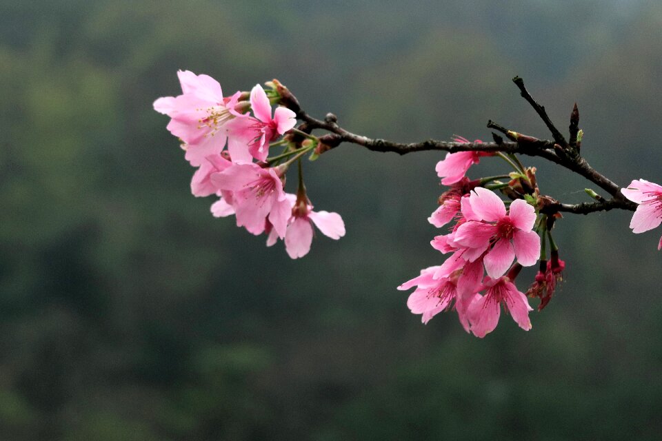Plant tree branch