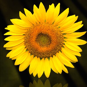 Sunflower yellow flower flower