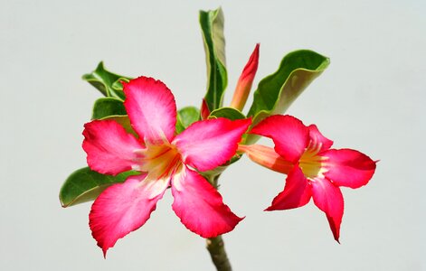 Nature red white