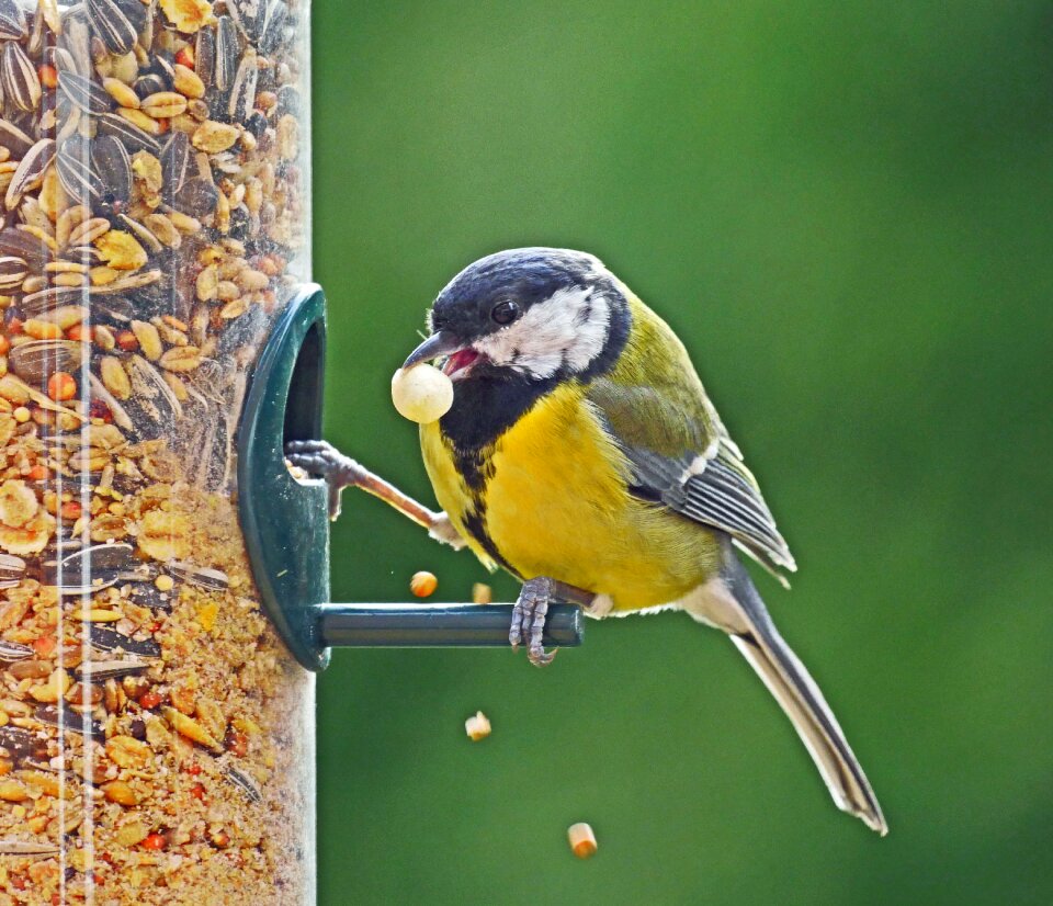 Grains bird animal world