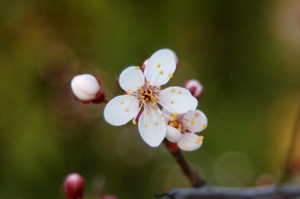 Season nature blooming