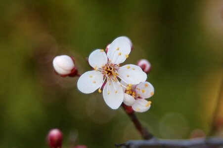 Season nature blooming