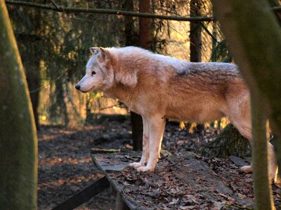Animal world animal wood