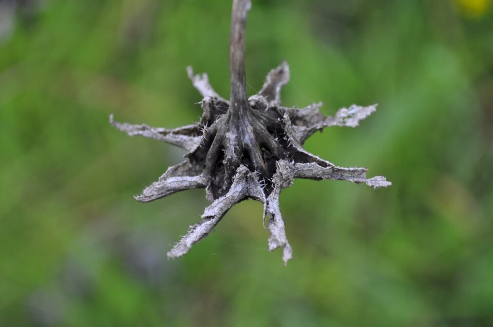 Outdoor dry naturale