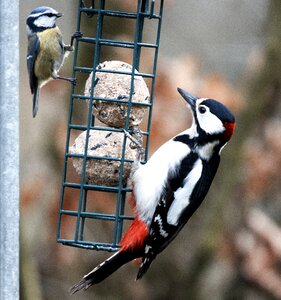 Nature animal woodpecker