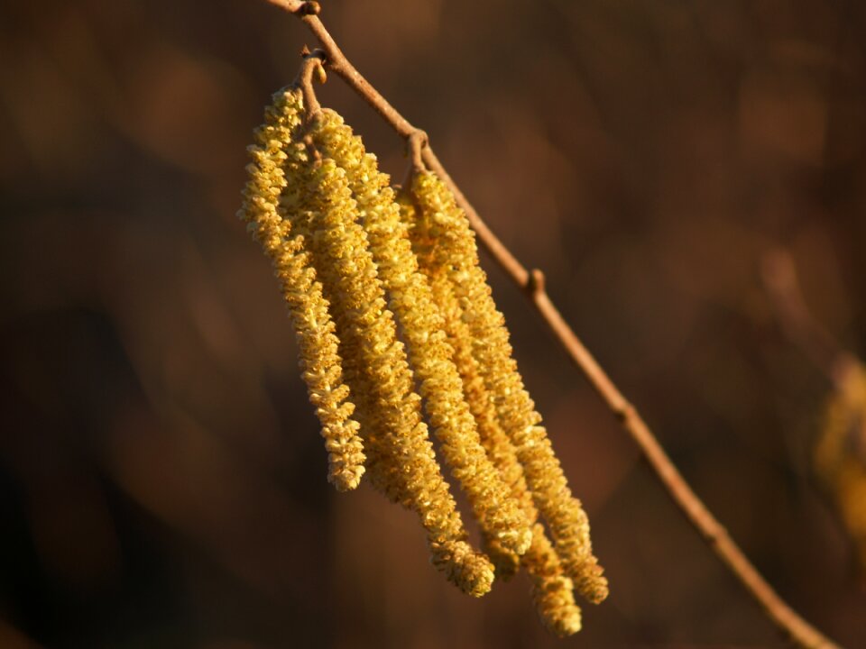 Flora growth hazelnut