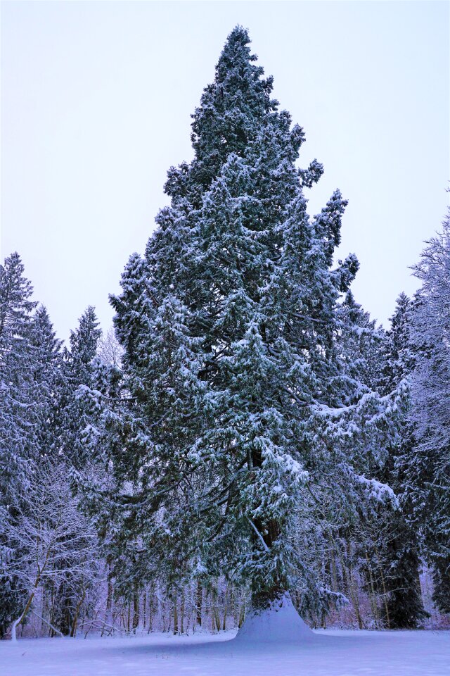 Frost wood season