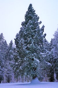 Frost wood season photo