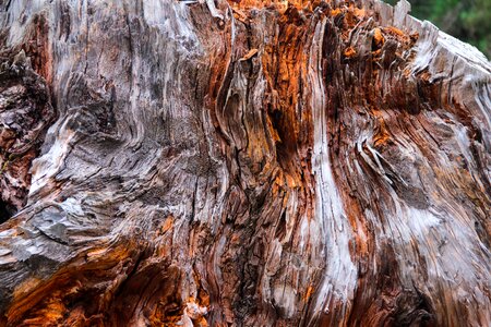 Tree wood-fibre boards texture photo