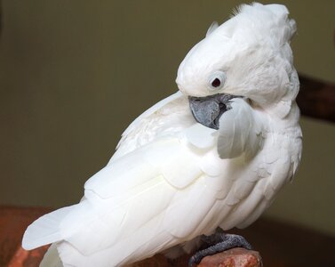 Feather animal cute