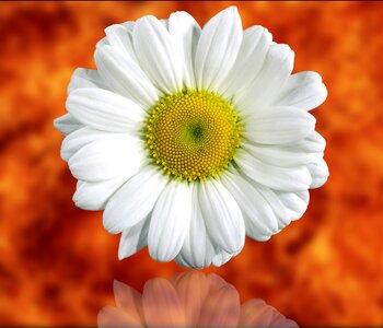 Color nice daisy