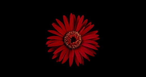 Beauty daisy