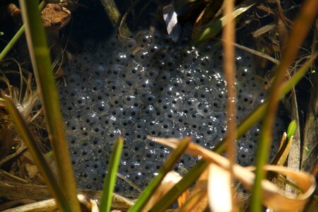 Spawn frog waters
