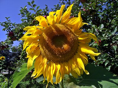 Flower sunflower summer