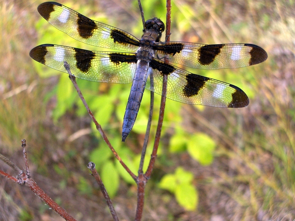 Wildlife animal bug