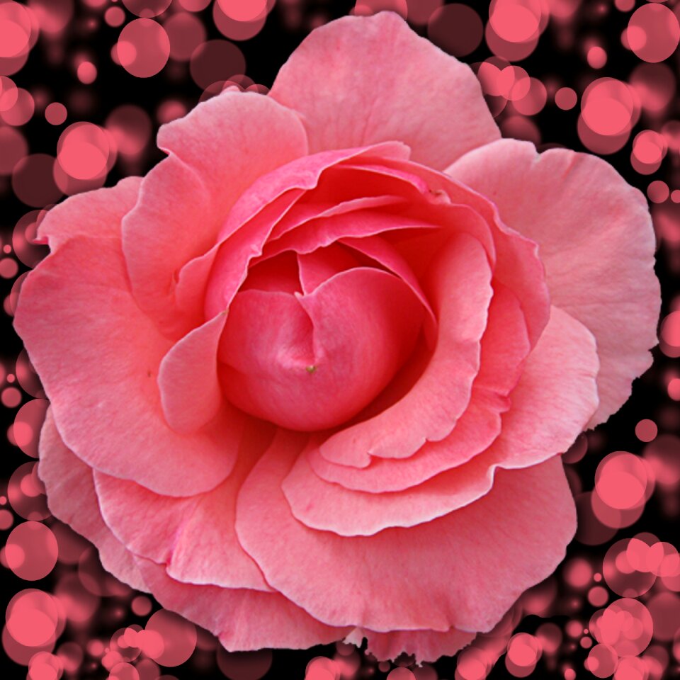 Flowering plant pink rose