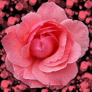 Flowering plant pink rose photo