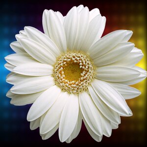 Summer nice daisy