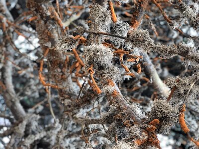 Season lichen close up photo