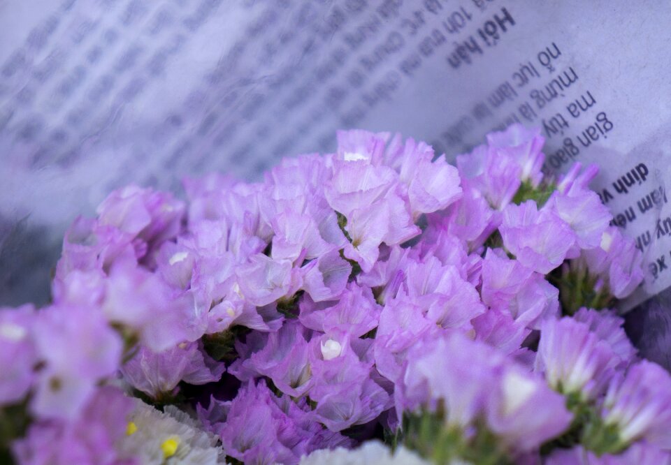 Hoa sa lem pink to pale purple natural