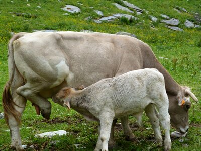 Livestock cow calf photo