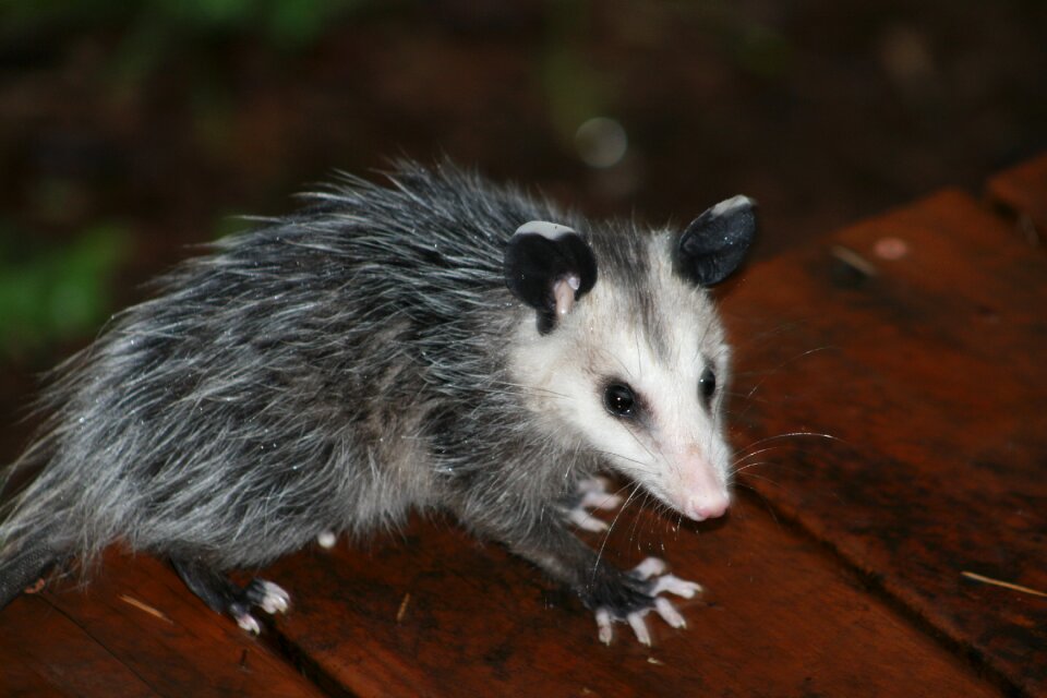 Cute wildlife outdoors