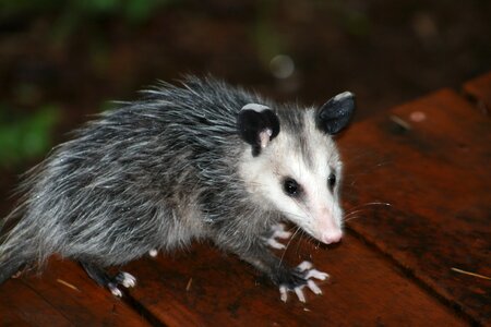 Cute wildlife outdoors