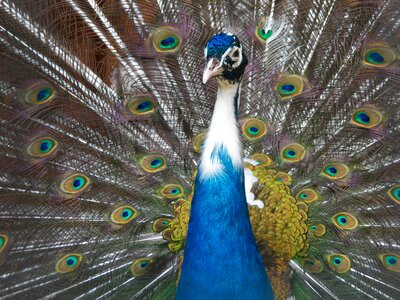 Dance tail bright