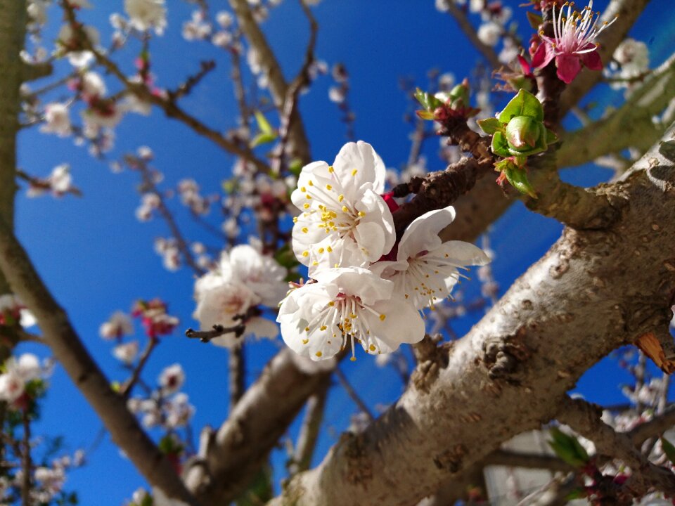 Cherry flora nature