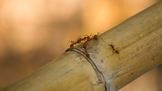 Ants orange Free photos