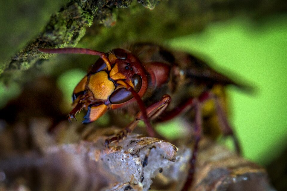 Wild hornets hornet