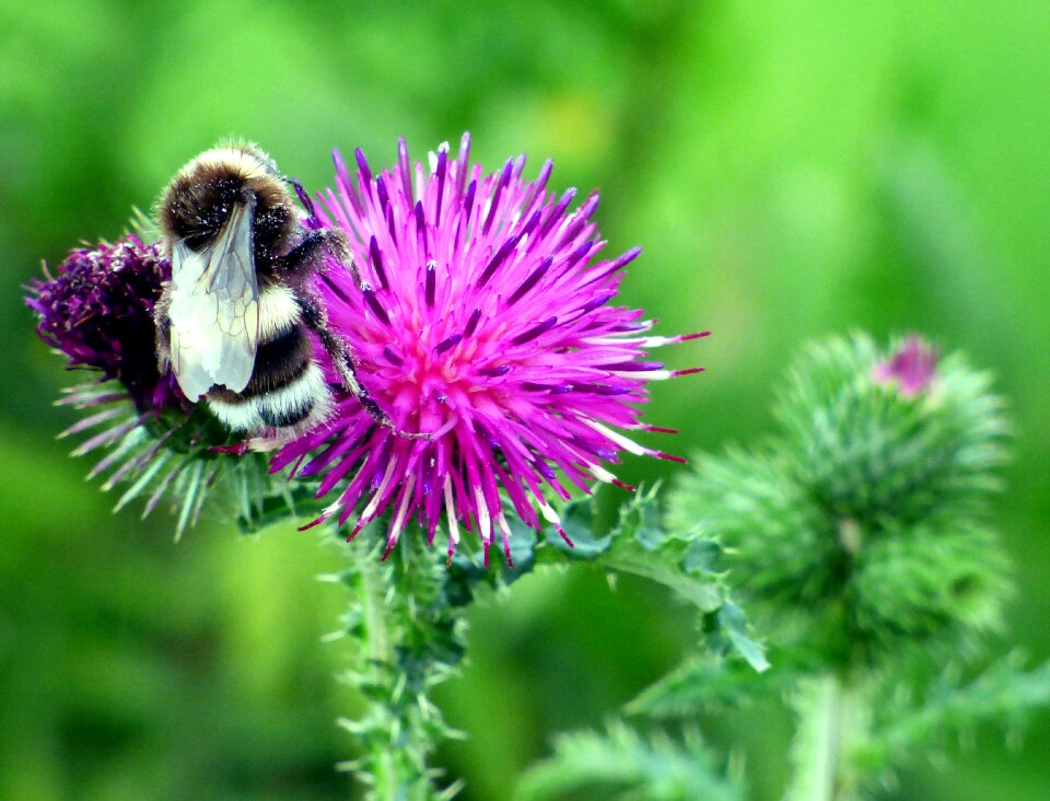 Plant bourdon insect