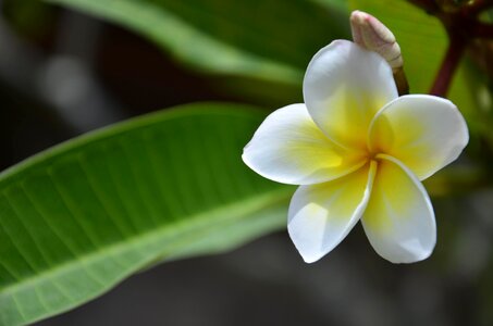 Tropical nature flower photo