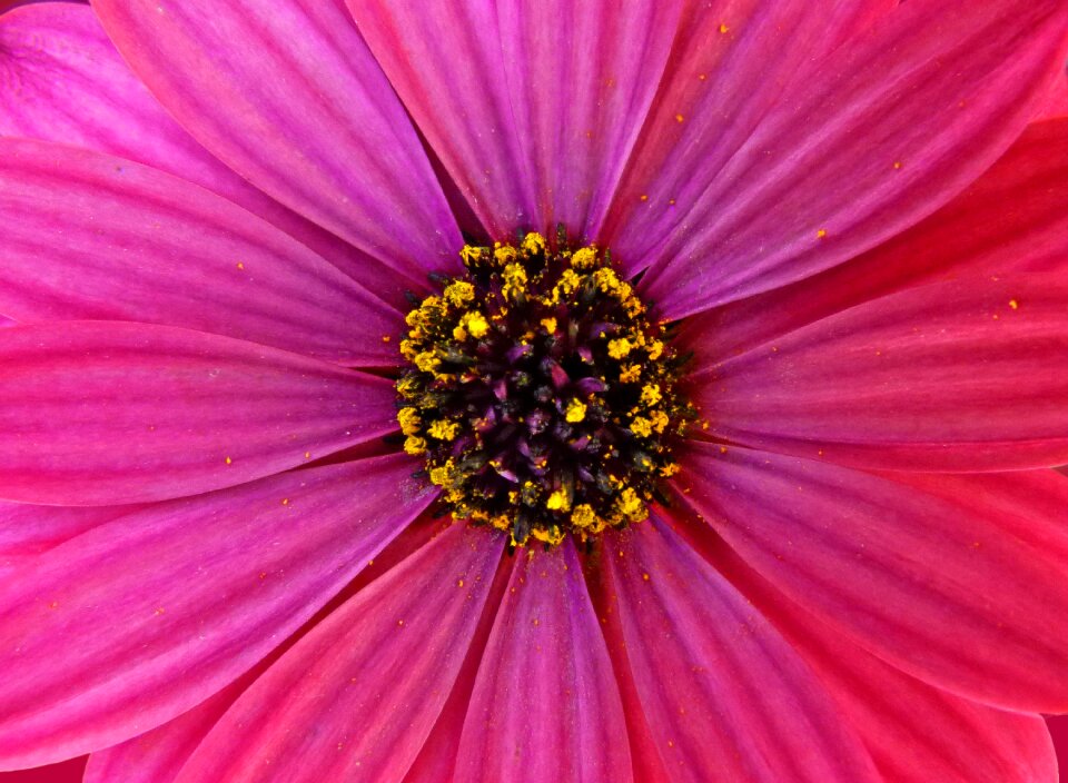 Purple pink petals
