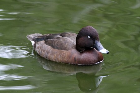 Pool bird lake